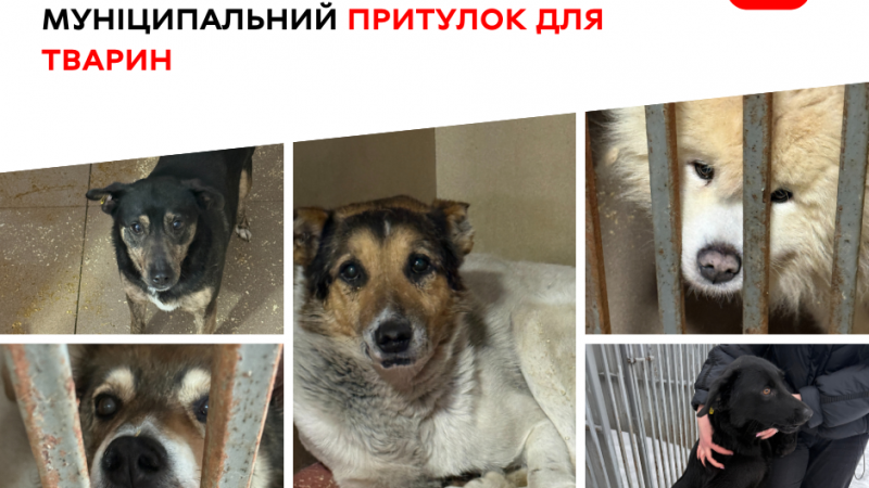 Муніципальний притулок для тварин у Вінниці: як організована робота