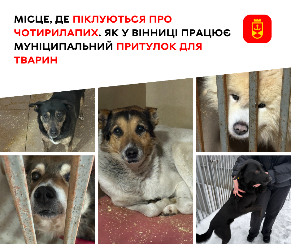 Муніципальний притулок для тварин у Вінниці: як організована робота