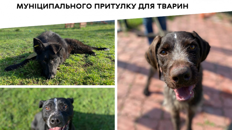 Нова домівка для друга: історія адопції собаки з вінницького притулку