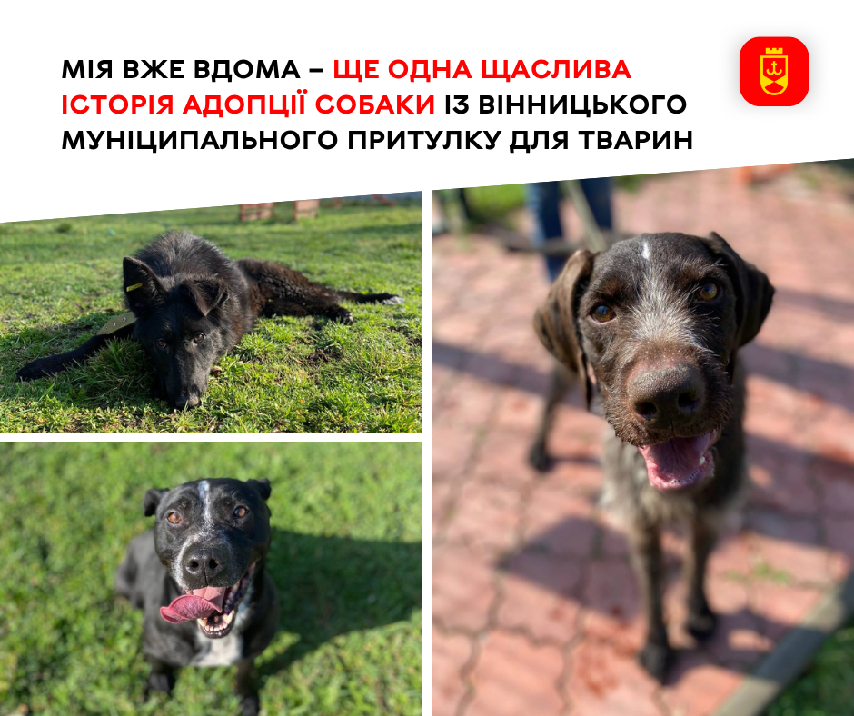 Нова домівка для друга: історія адопції собаки з вінницького притулку