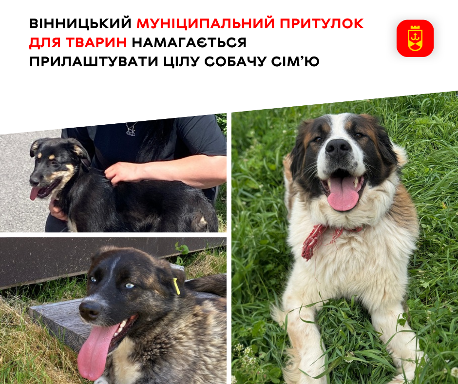 У місті шукають дім для собаки та її цуценят із муніципального притулку