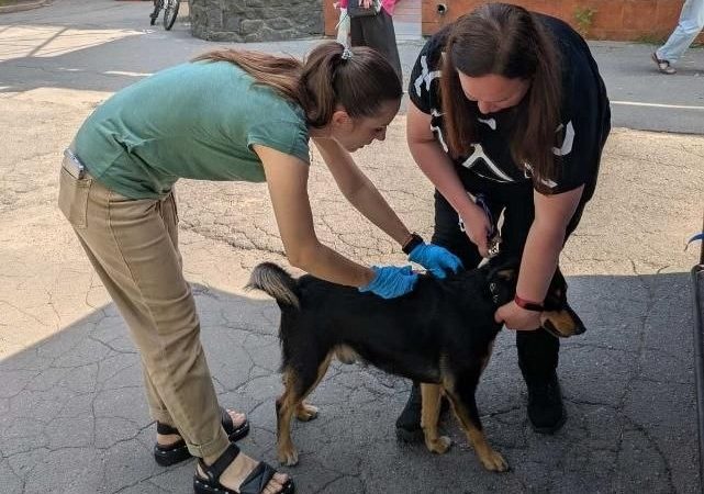 У приватному секторі Вінниці проведено безкоштовну кампанію з вакцинації тварин