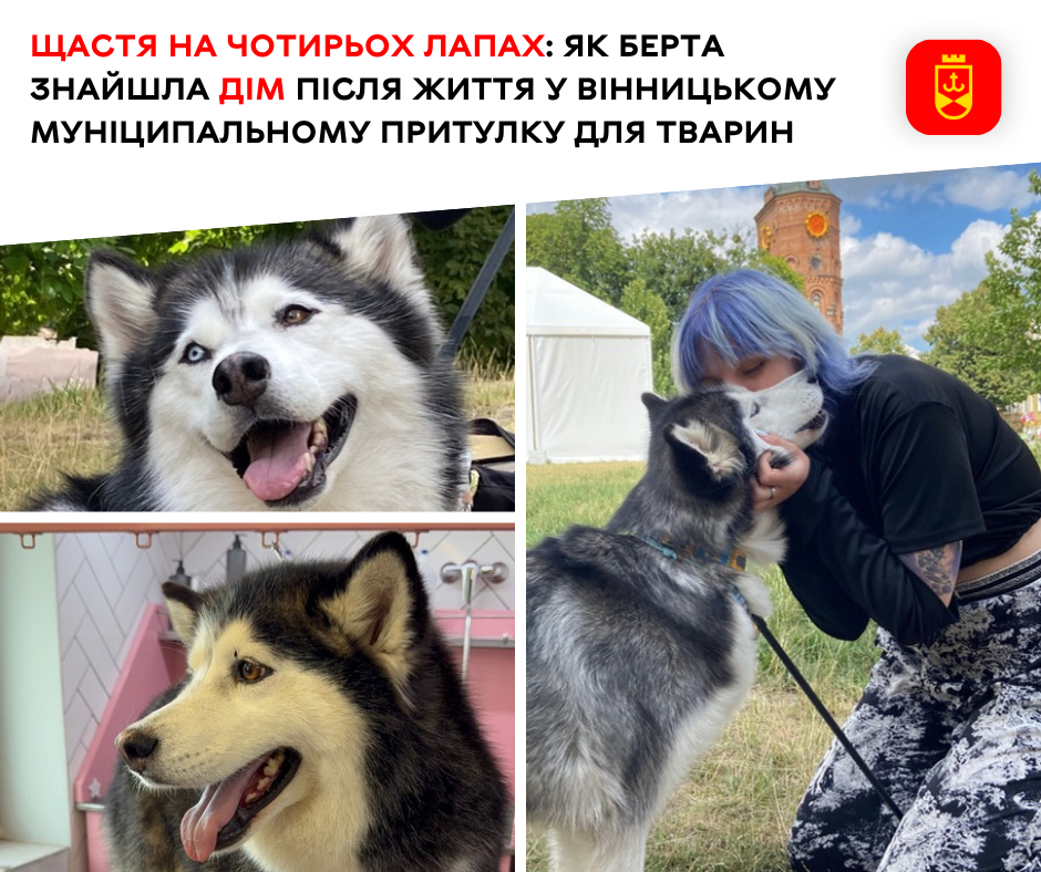 Новий дім для чотирилапих: як працює адопція у Вінницькому муніципальному притулку