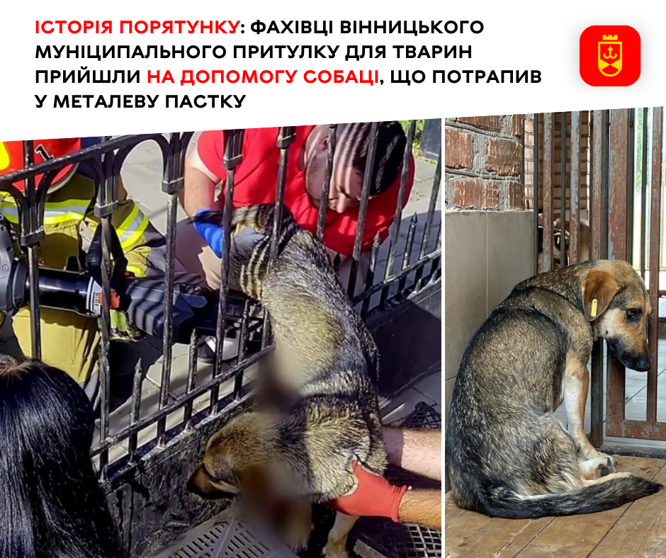 Щасливе завершення: у Вінниці визволили собаку з металевої пастки