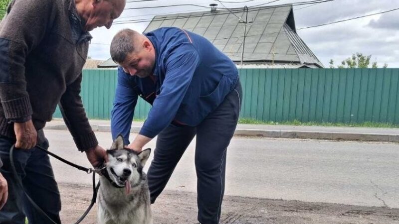 У старостинських округах Вінницької громади безкоштовно вакцинували котів і собак від сказу