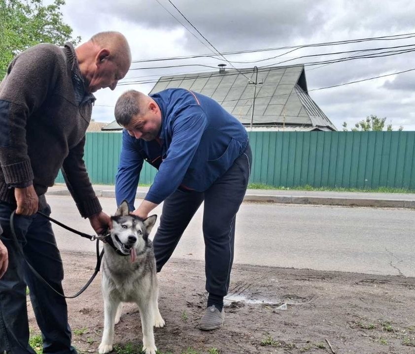 У старостинських округах Вінницької громади безкоштовно вакцинували котів і собак від сказу