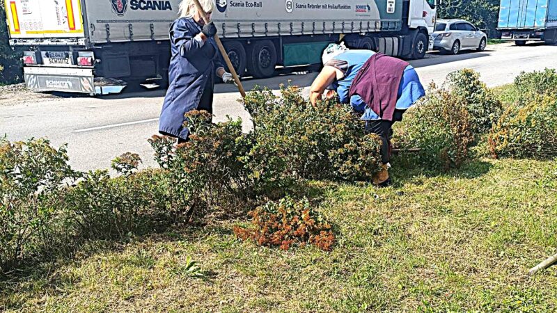Десна стала зеленішою: біля кінцевої зупинки та на Лесі Українки висадили 40 кущів спіреї й хризантем