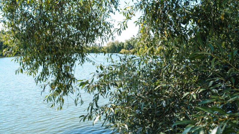 У Вінниці перекрили три підводні водостоки, через які нечистоти потрапляли до Вишенського озера