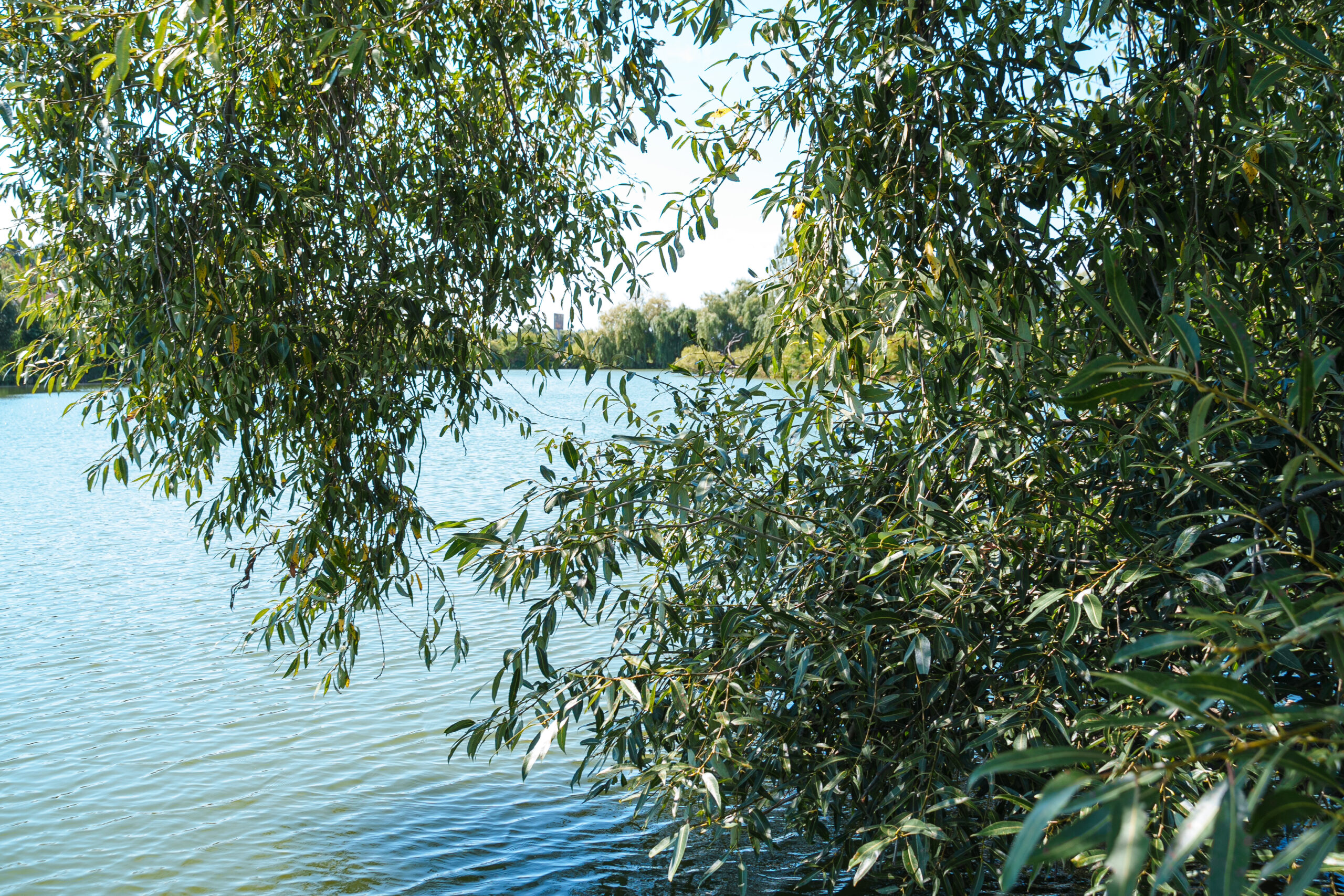 У Вінниці перекрили три підводні водостоки, через які нечистоти потрапляли до Вишенського озера