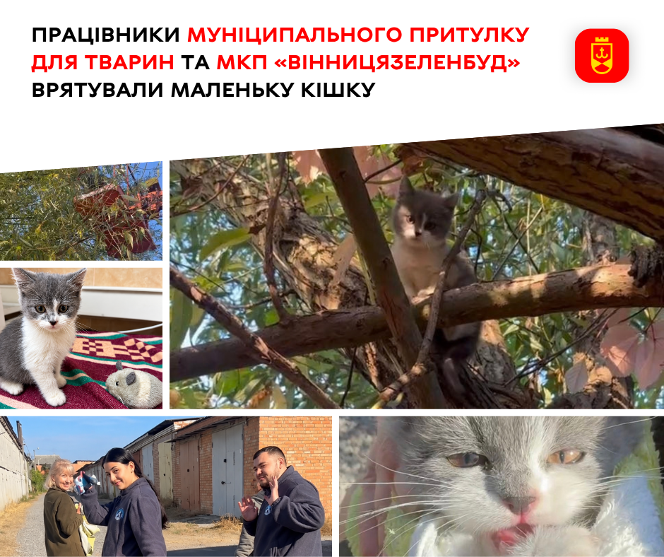 Врятоване в Можайці кошеня вже оселилося в новій родині
